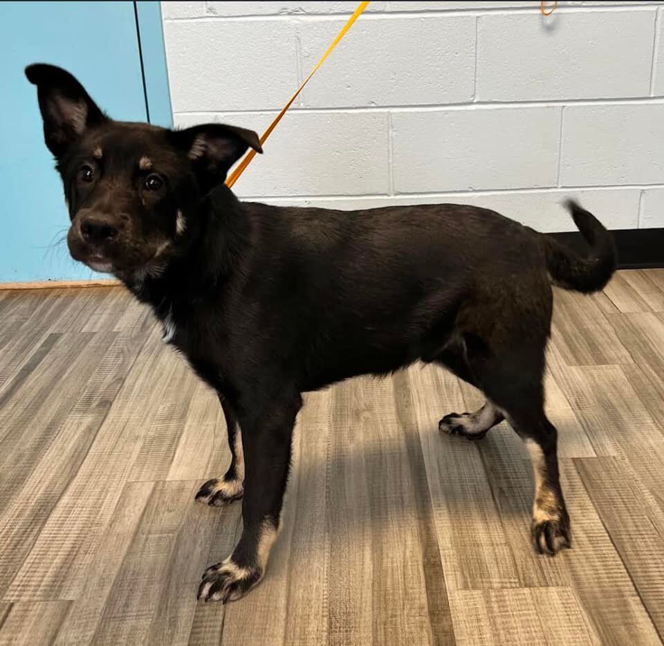 PHOTOS: Pets Available for Adoption at Henry County Animal Control | galleries 83 Baloo.jpg